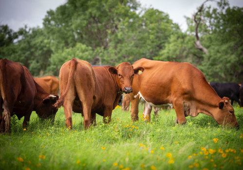 The Power of Regenerative Grazing: Benefits for the Environment and Beyond