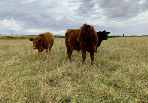 The Drawbacks of Regenerative Grazing