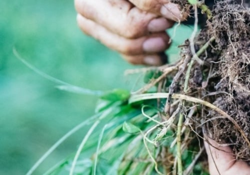 The Power of Regenerative Agriculture: 4 Key Characteristics