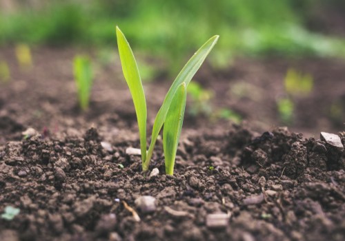 The Power of Regenerative Agriculture: Unlocking the Potential of Soil Health Principles