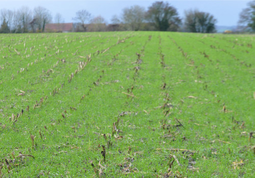 The Profitability of Regenerative Agriculture: An Expert's Perspective