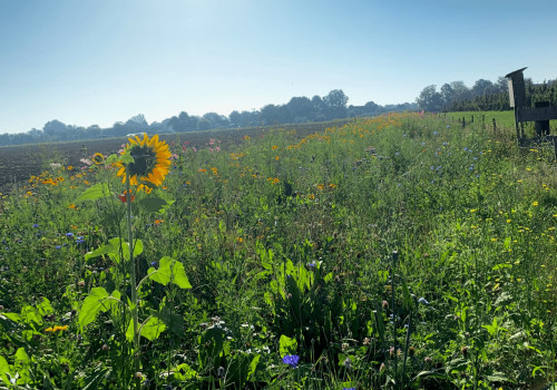 The Economic Viability of Regenerative Agriculture